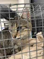 Shelter Stray Male Cat last seen Near W Johnson, 70802, LA, 2550 Gourrier Ave, Baton Rouge, LA 70820, USA
