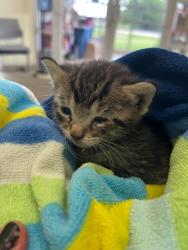 Shelter Stray Female Cat last seen Coppell Middle School North, Coppell, TX, 821 S Coppell Rd, Coppell, TX 75019, USA