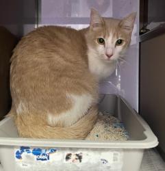 Shelter Stray Female Cat last seen Town Center, Coppell, TX, 821 S Coppell Rd, Coppell, TX 75019, USA
