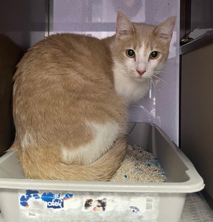Shelter Stray Female Cat last seen Town Center, Coppell, TX, 821 S Coppell Rd, Coppell, TX 75019, USA