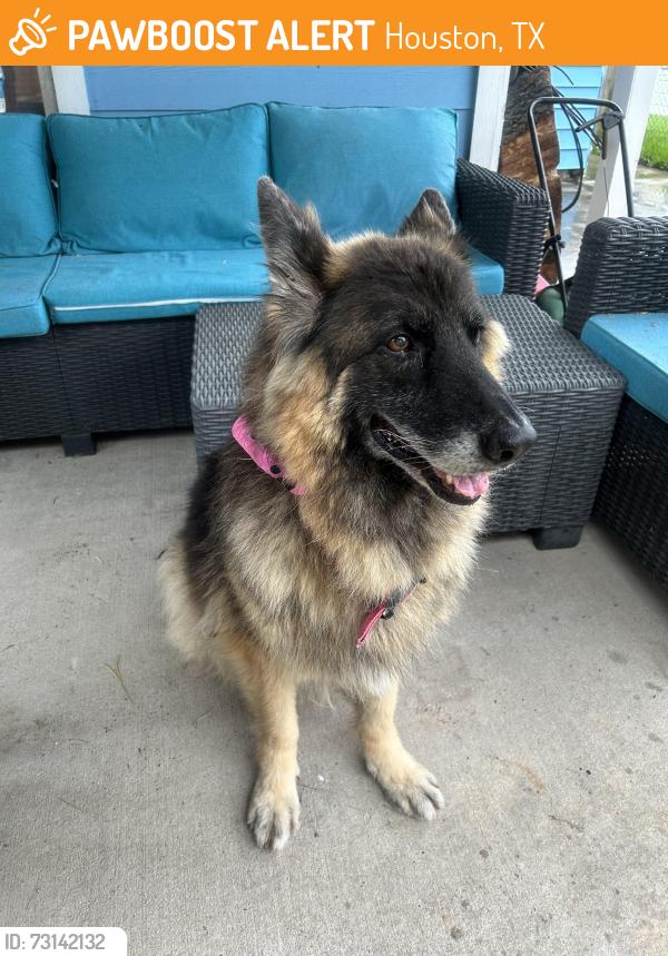 Found/Stray Female Dog last seen Middle of the TC Jester and W. 43rd intersection, Houston, TX 77018