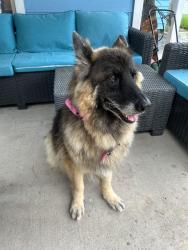 Found/Stray Female Dog last seen Middle of the TC Jester and W. 43rd intersection, Houston, TX 77018