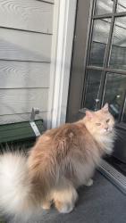 Reunited Male Cat last seen 31st St & Columbine St, Denver, CO 80205