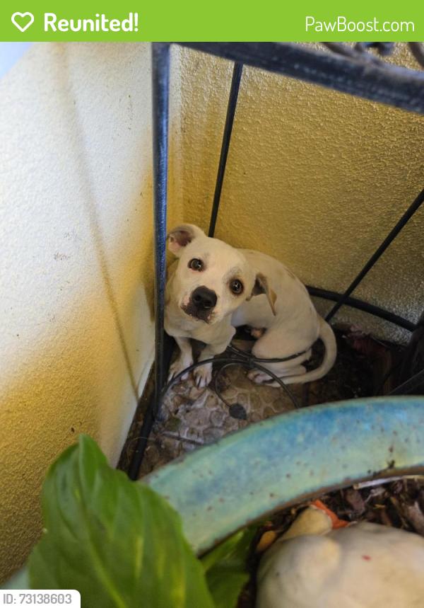 Reunited Unknown Dog last seen E. 1st Street and Gless, Los Angeles, CA 90033