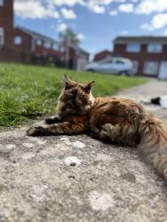 Lost Female Cat last seen Westminster park, Cheshire West and Chester, England 