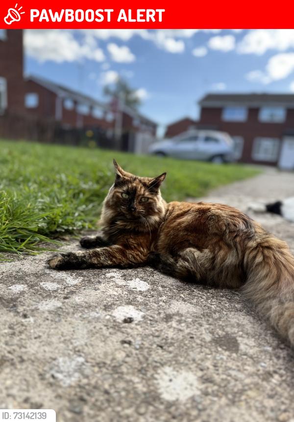 Lost Female Cat last seen Westminster park, Cheshire West and Chester, England 