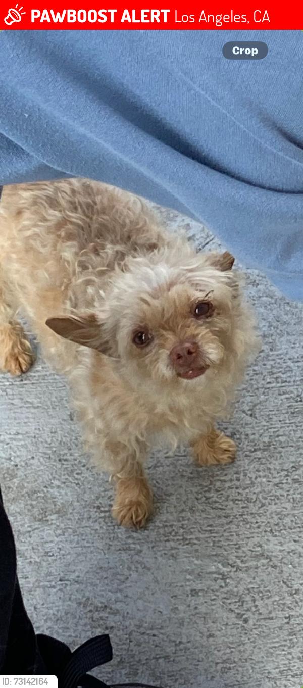 Lost Female Dog last seen Nadeau and beach st, Los Angeles, CA 90001