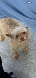 Lost Female Dog last seen Nadeau and beach st, Los Angeles, CA 90001
