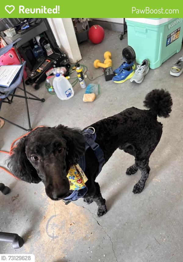 Reunited Male Dog last seen Woods of brushy fork, Loganville, GA 30052