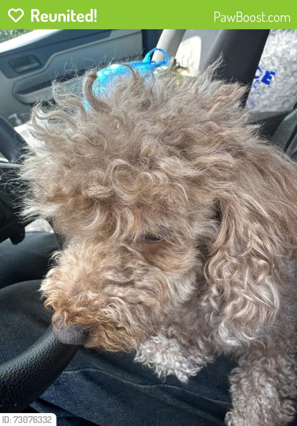 Reunited Female Dog last seen Main st slippery rock, Slippery Rock, PA 16057