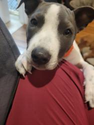Reunited Female Dog last seen Mapleton Forest drive, Cleveland, TN 37312