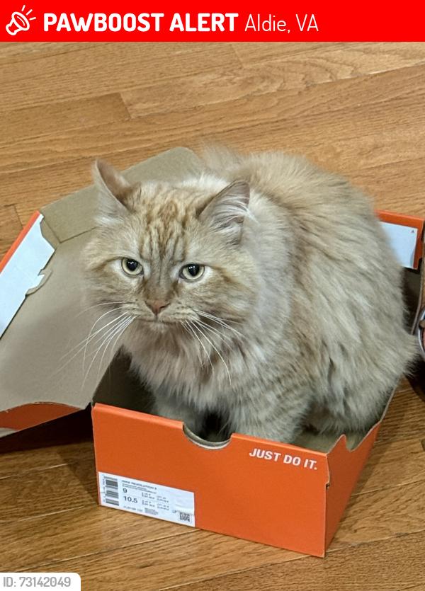 Lost Male Cat last seen Quartzite terrace and Gallberry terrace, Aldie, VA 20105