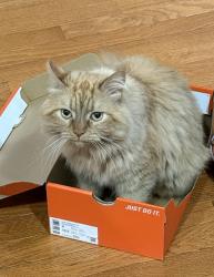 Lost Male Cat last seen Quartzite terrace and Gallberry terrace, Aldie, VA 20105