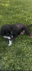 Lost Female Dog last seen Hondo Rosewood Wycliffe, Dallas, TX 75219