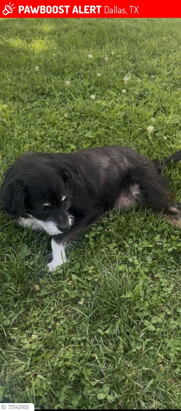 Lost Female Dog last seen Hondo Rosewood Wycliffe, Dallas, TX 75219