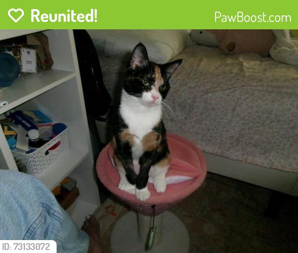 Reunited Female Cat last seen University Pkwy, Park on the Square Apts, Pensacola, FL 32514
