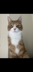Lost Male Cat last seen Chestnut avenue, Midway, England 