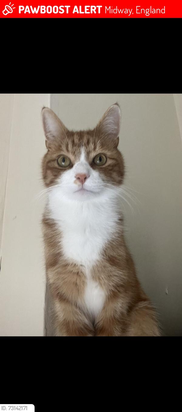 Lost Male Cat last seen Chestnut avenue, Midway, England 