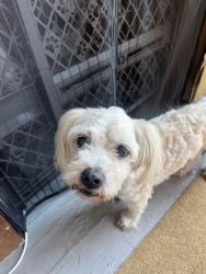 Reunited Male Dog last seen N Karlov Ave & W Pierce Ave, Chicago, IL 60651, USA, Chicago, IL 60651