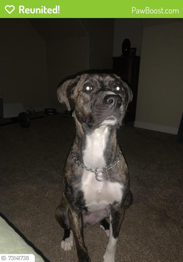 Reunited Female Dog last seen Canadaville loop, Eads, TN 38028