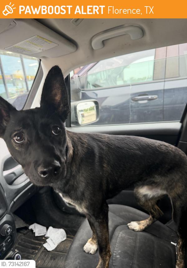 Found/Stray Female Dog last seen Cr 245, Florence, TX 76527
