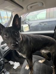 Found/Stray Female Dog last seen Cr 245, Florence, TX 76527