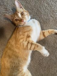 Reunited Male Cat last seen Lakeview La Terrace Cir, San Jose, CA 95123
