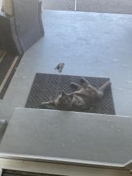 Reunited Male Cat last seen Gibbons Park, Sacramento, CA 95821