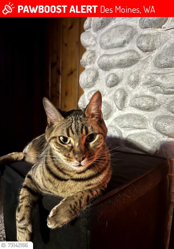 Lost Male Cat last seen Sound View and 287th. Redondo Beach., Des Moines, WA 98198