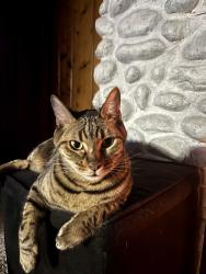 Lost Male Cat last seen Sound View and 287th. Redondo Beach., Des Moines, WA 98198