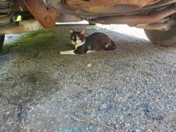 Found/Stray Unknown Cat last seen Benwood ave 15136, McKees Rocks, PA 15136