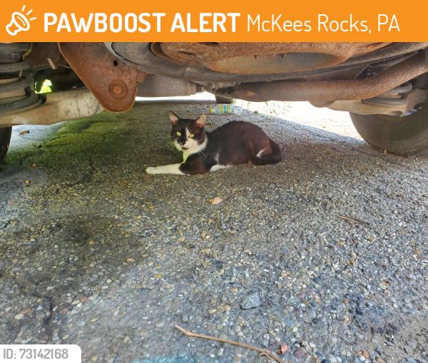 Found/Stray Unknown Cat last seen Benwood ave 15136, McKees Rocks, PA 15136