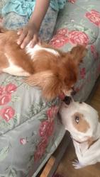 Reunited Female Dog last seen Heathcliff dr, Memphis, TN 38134