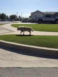 Found/Stray Unknown Dog last seen Duell and Barbra st, Azusa, CA 91702