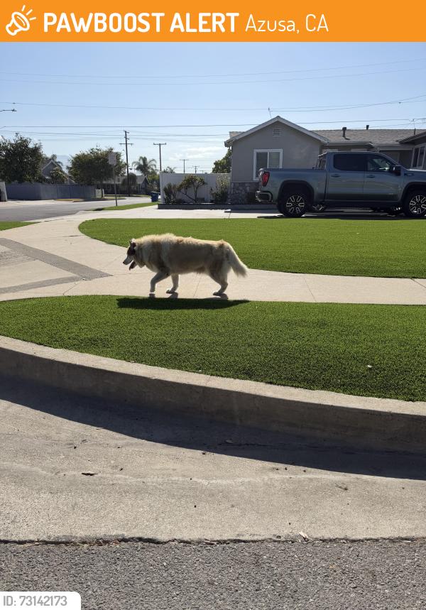 Found/Stray Unknown Dog last seen Duell and Barbra st, Azusa, CA 91702