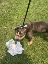 Shelter Stray Male Dog last seen Campus Drive, VIRGINIA BEACH, VA, 23462, 341 S Birdneck Rd, Virginia Beach, VA 23451, USA