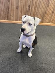 Found/Stray Male Dog last seen Portales Dr & Camp Bowie W Blvd, Fort Worth, TX 76116