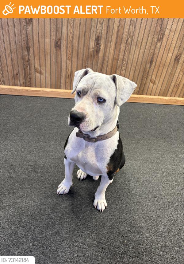 Found/Stray Male Dog last seen Portales Dr & Camp Bowie W Blvd, Fort Worth, TX 76116