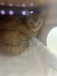 Shelter Stray Female Cat last seen Near S Goldrige Q Drive, Magna Township, UT, 84044, 511 W 3900 S, Salt Lake City, UT 84123, USA