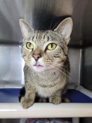 Shelter Stray Male Cat last seen Near Dove Court, SEVERN, MD, 21144, 411 Maxwell Frye Rd, Millersville, MD 21108, USA