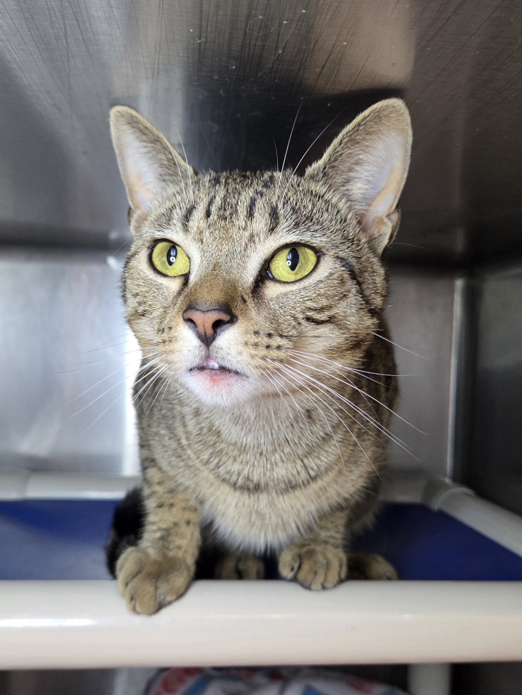 Shelter Stray Male Cat last seen Near Dove Court, SEVERN, MD, 21144, 411 Maxwell Frye Rd, Millersville, MD 21108, USA