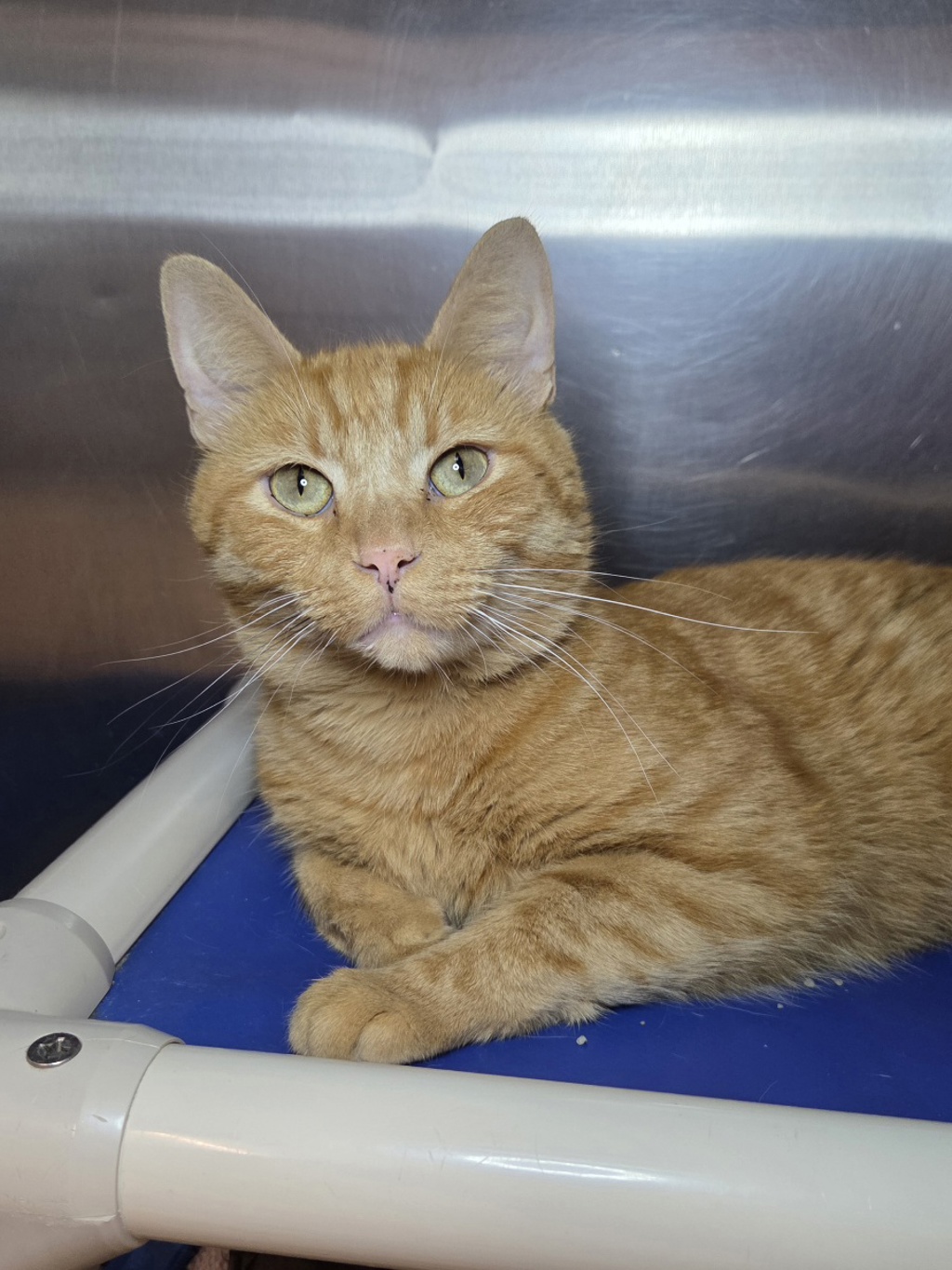 Shelter Stray Male Cat last seen Near Watch House Circle S, SEVERN, MD, 21144, 411 Maxwell Frye Rd, Millersville, MD 21108, USA