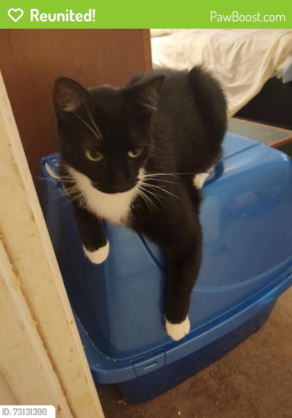 Reunited Female Cat last seen Ontario Ln, Brent, FL 32505
