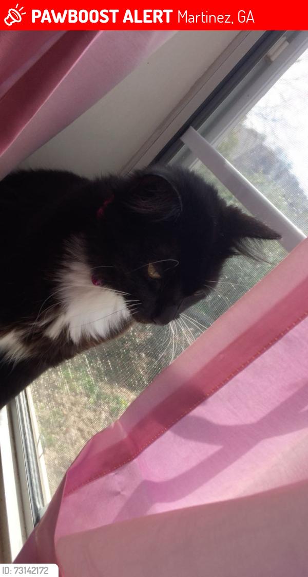 Lost Female Cat last seen Near stoneington dr, Martinez, GA 30907
