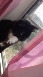 Lost Female Cat last seen Near stoneington dr, Martinez, GA 30907
