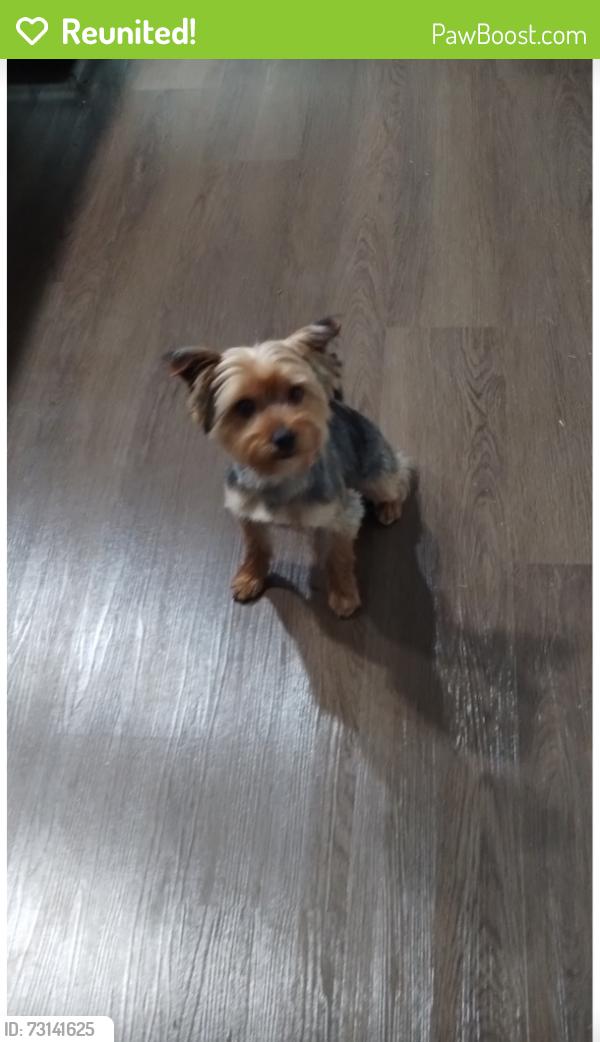 Reunited Male Dog last seen Thomasville,Rd/union Cross RD., Winston-Salem, NC 27107