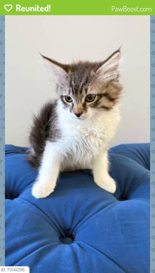 Reunited Female Cat last seen Near Bothell Everett Hwy, Bothell, WA 98012, USA, Bothell, WA 98012