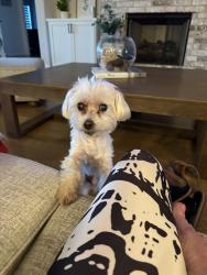 Lost Male Dog last seen 209th & 114th street near broken arrow/ coweta, Broken Arrow, OK 74014