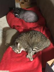 Reunited Female Cat last seen Springdale, York, PA 17403