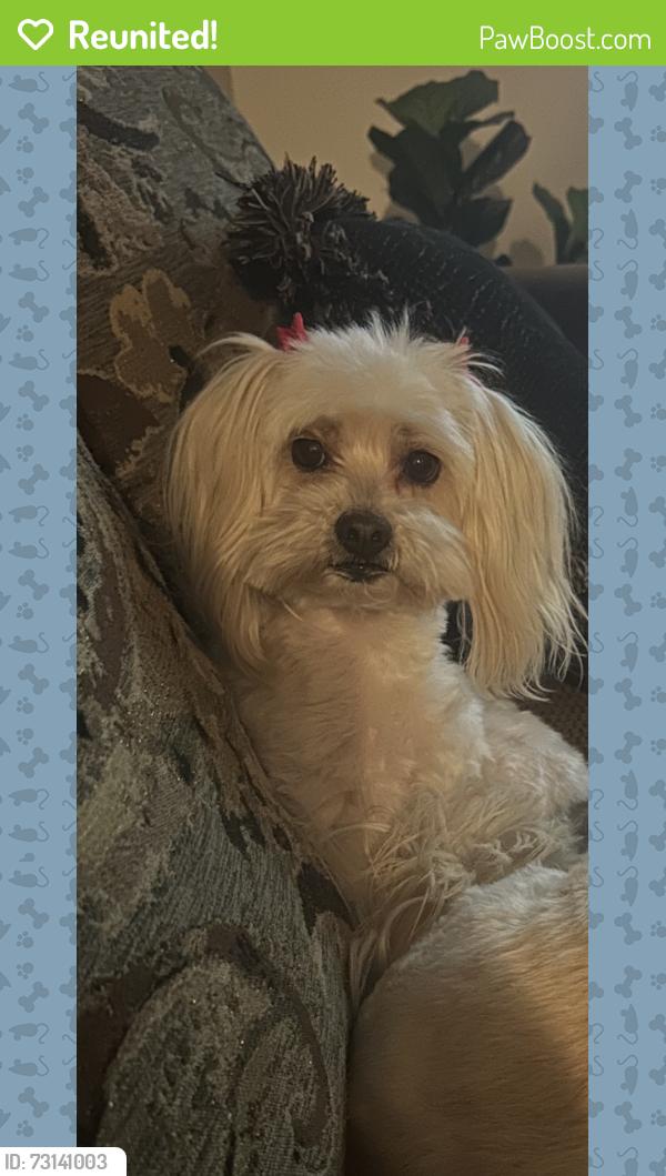 Reunited Female Dog last seen Peyton street, El Paso County, TX 79928